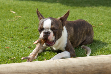 Perro mordisqueando un palo