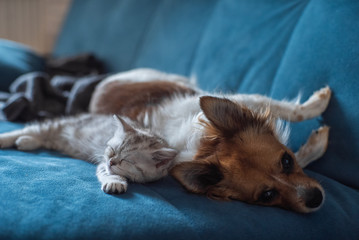 Cat and Dog