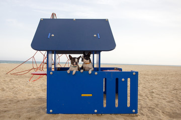 Perros en una caseta en la playa