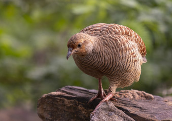 Grey francolin