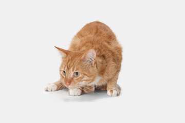 The red serious cat isolated on a white background at studio. The animals emotions concept