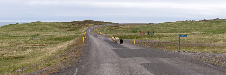 Sheep are running on the road in Iceland
