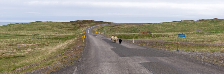 Sheep are running on the road in Iceland