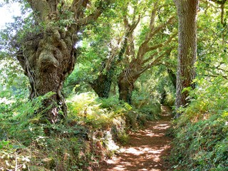 Paysage et chemin de Cadoudal à Locoal-Mendon en Bretagne. France