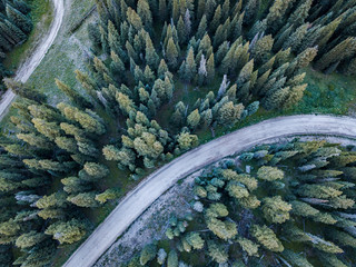 Dirt road winding through the pine trees