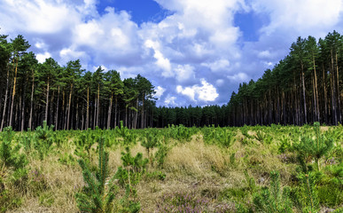 Polish wild forest - Kampinos National Park, Poland