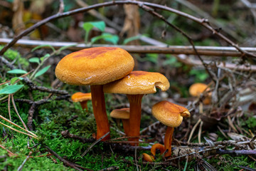 Orange mushrooms, toadstools in woodland