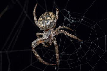 Grosse Gartenkreuzspinne (Araneus diadematus)