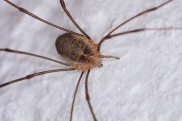 Weberknecht (Opiliones) von vorne