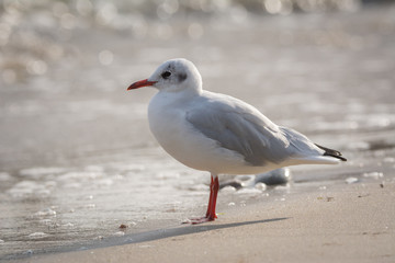 Möwe am Strand