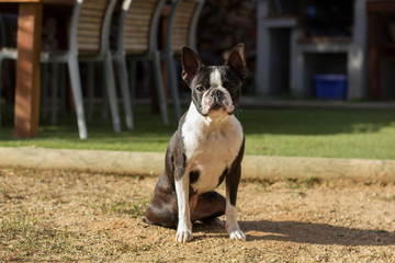Perro sentado al sol