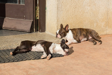 Perros tumbados al sol
