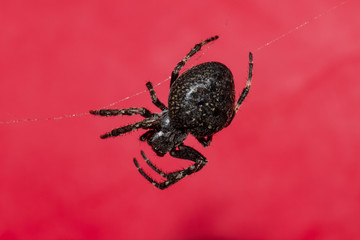 schwarze Spinne vor rotem Hintergrund