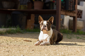 Perro tumbados al sol