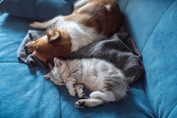 Cat and Dog