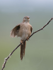 Bird on branch 