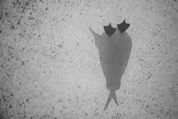 Seagull bird from upside black and white silhouette