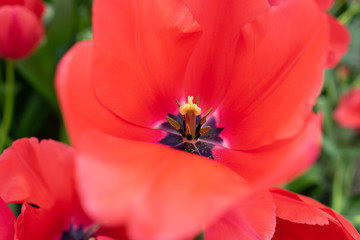 Beautiful colofrul tulip gardens at Keukenhof on a rainy day