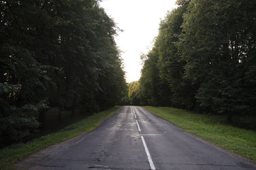 Fototapeta na wymiar Road through a dense high forest