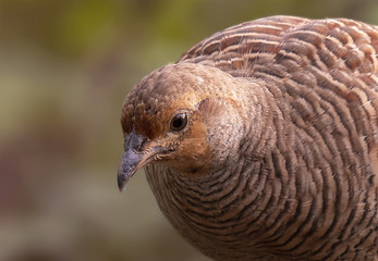 Grey francolin