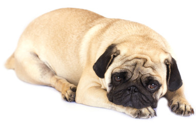 Obraz premium A lying pug dog looking sad. Isolated.