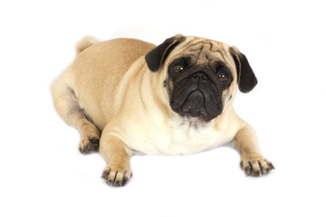 A lying pug dog looking sad. Isolated.