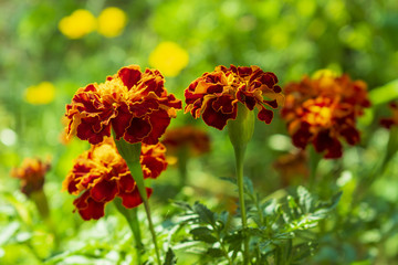 flowers of marigolds close-up in the garden in autumn