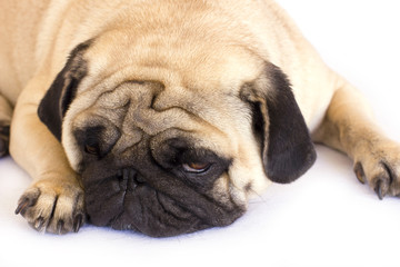 A lying pug dog looking sad. Isolated.