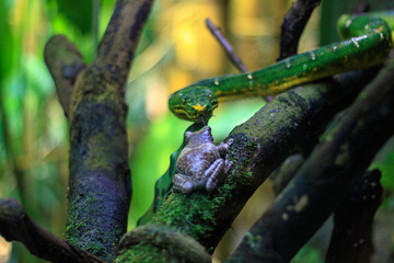 Obraz premium Snake meets frog