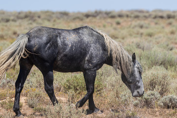 Obraz na płótnie Canvas Wild Horse in the High Desert of Colorado
