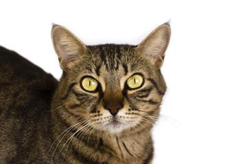 A striped cat on a white background looks to the camera. Isolate