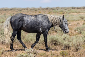 Fototapeta premium Wild Horse in the High Desert of Colorado