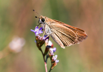 Butterfly in nature