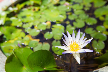 white lotus bloom