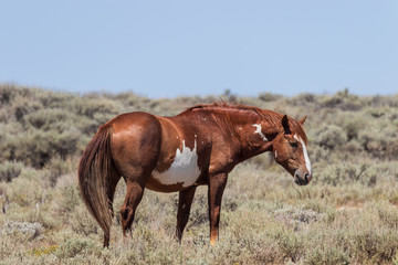Naklejka na ściany i meble Wild Horse in the High Desert of Colorado