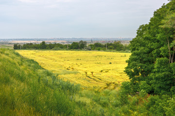 Fototapeta na wymiar The yellow field among green vegetation