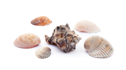 Exotic sea shells isolated on white background