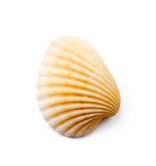 Exotic sea shells isolated on white background