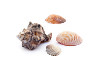 Exotic sea shells isolated on white background