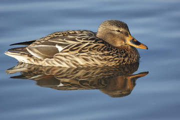 Mallard