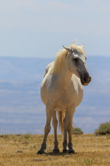 Obraz premium Wild Horse in the High Desert of Colorado
