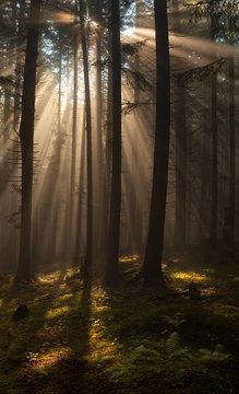 Fototapeta Sun rays in woods.