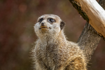 Erdmännchen