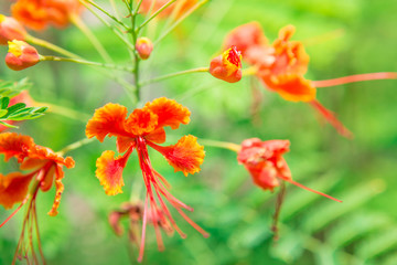 Close up of Peacock flower