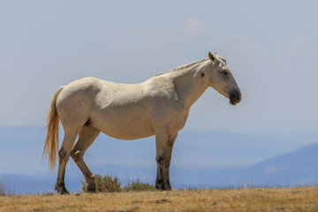 Obraz premium Wild Horse in the High Desert of Colorado