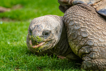 Seychellen-Riesenschildkröte