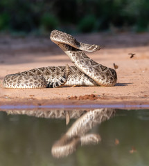 Western Rattlesnake