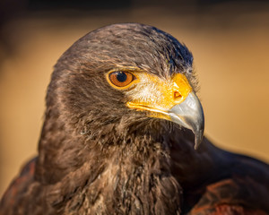 Adler