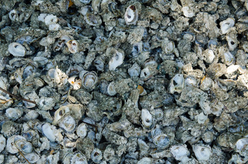 Oyster shell