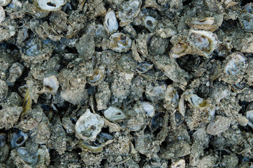 Oyster shell